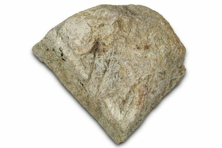 Dinosaur (Triceratops) Frill Shield Section - Montana #348082